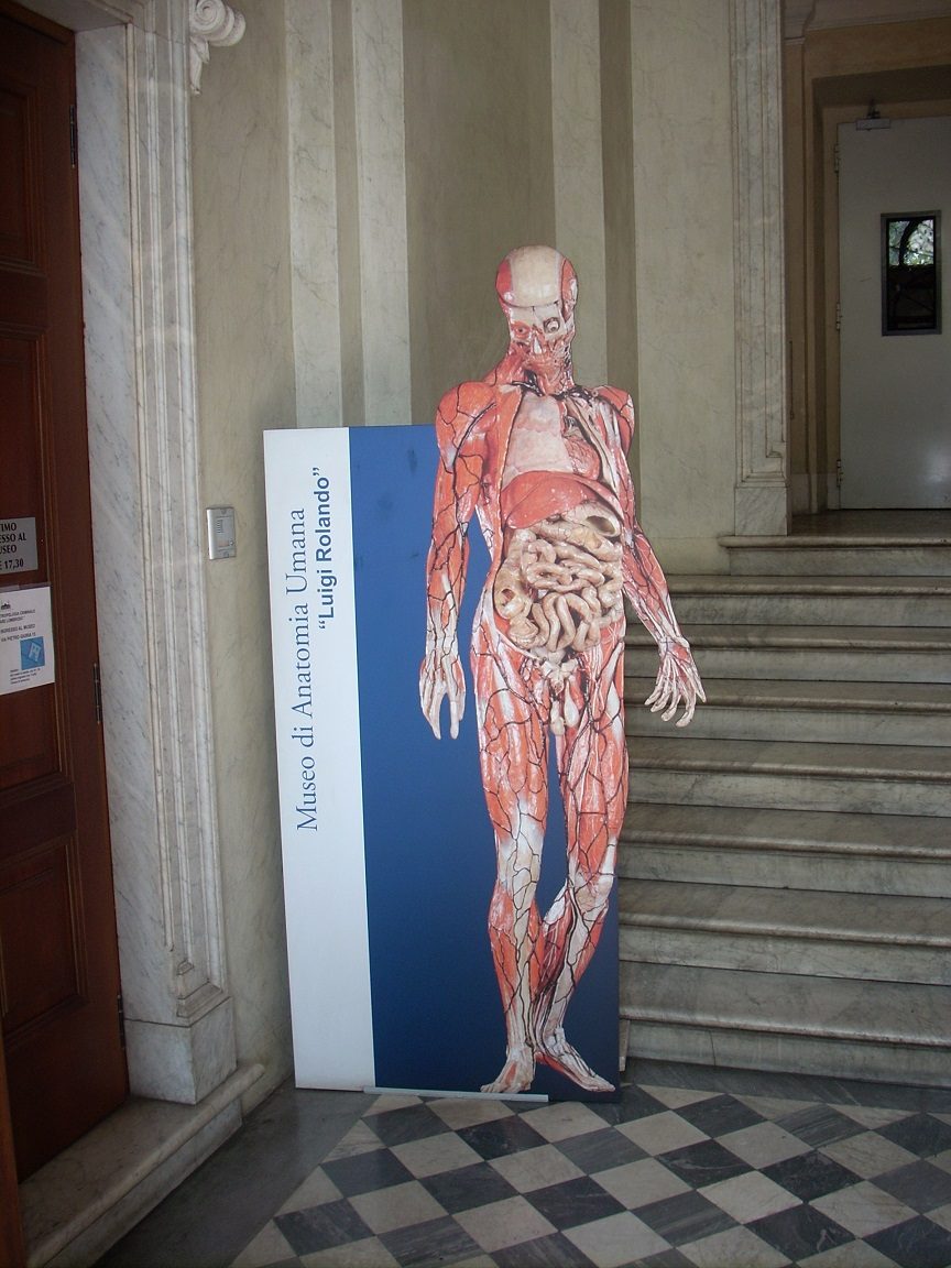 Human%20Anatomy%20Museum%20Luigi%20Rolando%2C%20Turin%2C%20Itlay%20%283%29.JPG